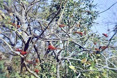 Erythrina poeppigiana