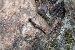 Tetramorium caespitum