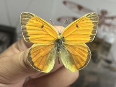 Colias heos