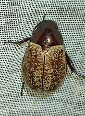 Callistethus cupricollis