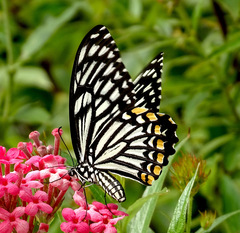 Papilio clytia