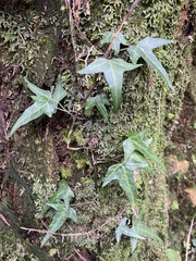Hedera rhombea