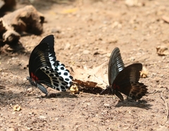Papilio polymnestor