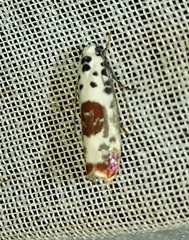Ethmia terpnota