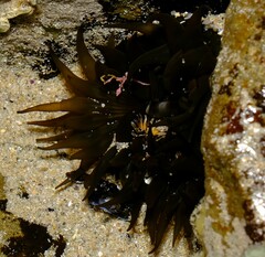 Actiniidae