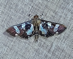 Desmia bajulalis