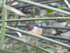 Prinia socialis