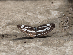 Neptis
