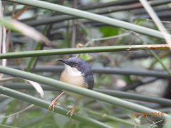 Prinia socialis