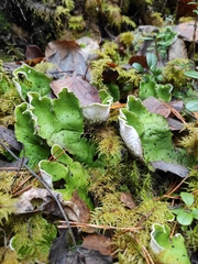 Peltigera aphthosa