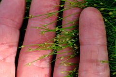 Isolepis cernua