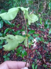Tricalysia