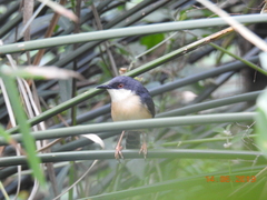 Prinia socialis