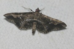 Merodictya marmorata