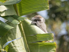 Macaca fascicularis