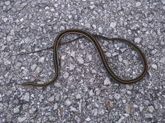 Thamnophis saurita