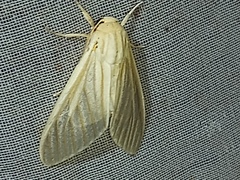 Munona