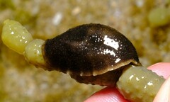 Onchidella nigricans