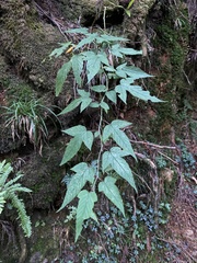 Rubus trianthus