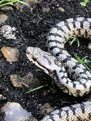 Vipera aspis