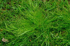 Isolepis cernua