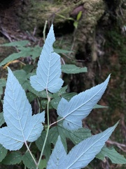 Rubus trianthus