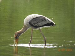 Mycteria leucocephala