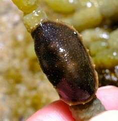 Onchidella nigricans