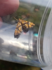 Musotima nitidalis