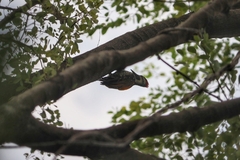 Dinopium benghalense