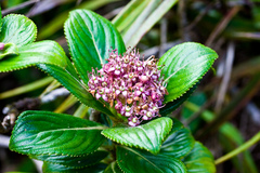 Hydrangea arguta