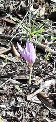 Crocus serotinus