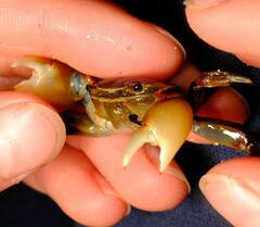 Cyclograpsus granulosus