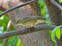 Phylloscopus fuscatus