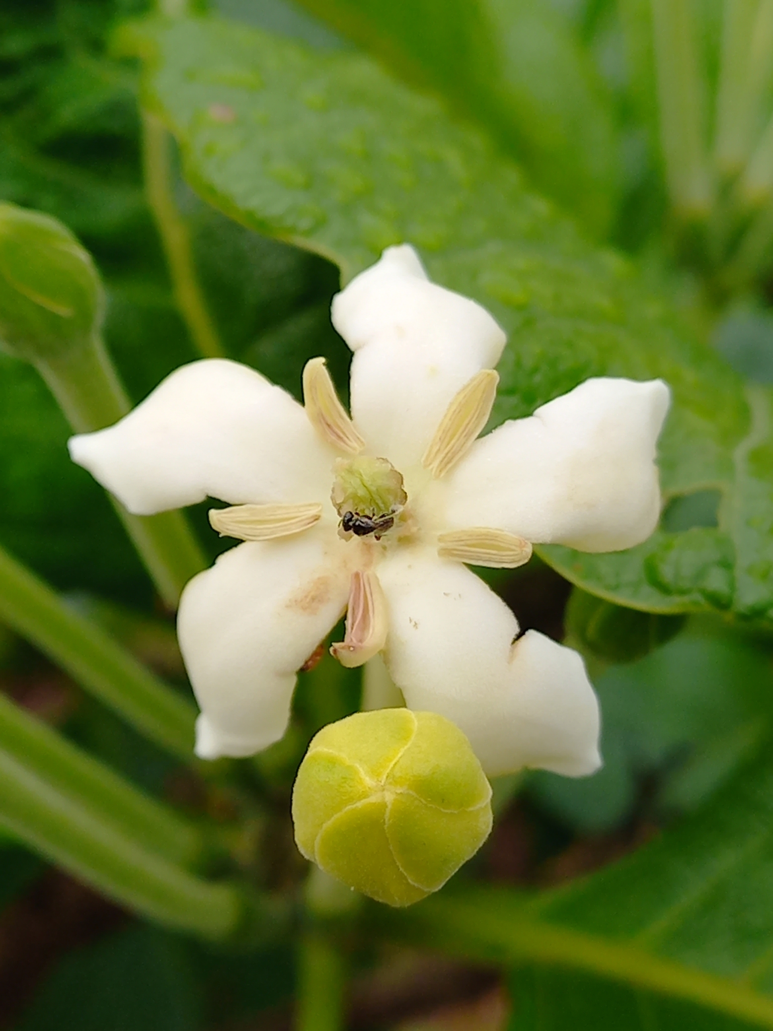 Tocoyena formosa