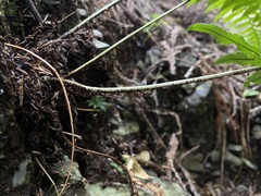 Dryopteris cycadina