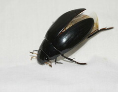 Hydrophilus latipalpus