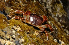 Cyclograpsus granulosus
