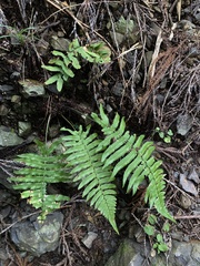 Dryopteris cycadina