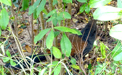 Centropus bengalensis