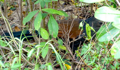 Centropus bengalensis