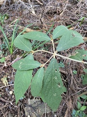 Callicarpa formosana formosana