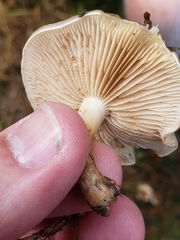 Pyrrhulomyces astragalinus