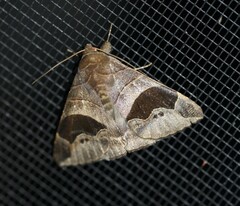 Bastilla solomonensis