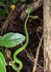 Trimeresurus albolabris