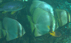 Platax boersii
