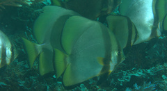 Platax boersii