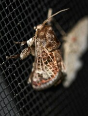 Doratifera vulnerans