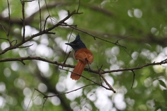 Terpsiphone paradisi