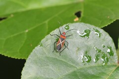 Dysdercus decussatus